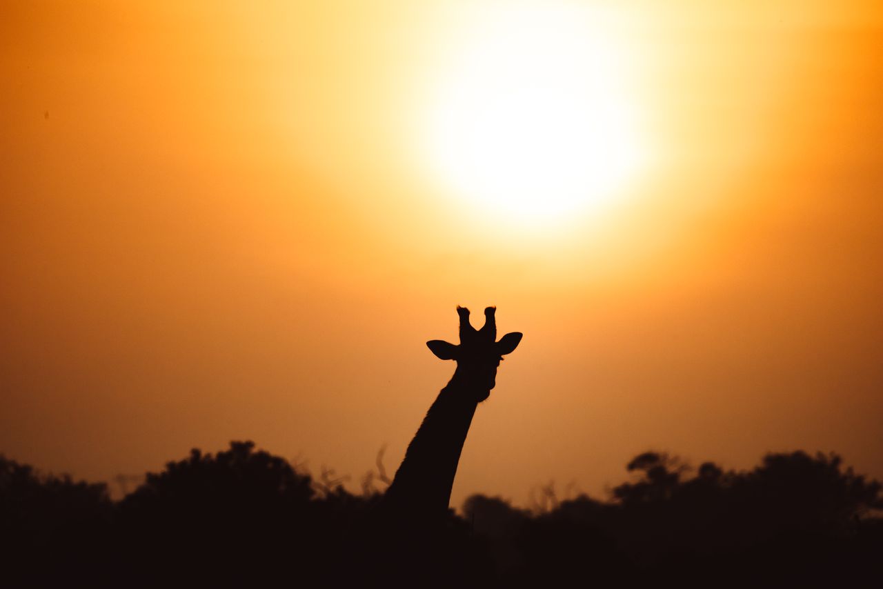 Silhouette of a giraffe against a vibrant sunrise in the African savanna, showcasing its iconic long neck.