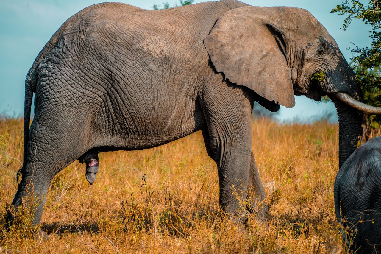 A powerful African elephant roaming freely in Tanzania's vast grassy savannah.